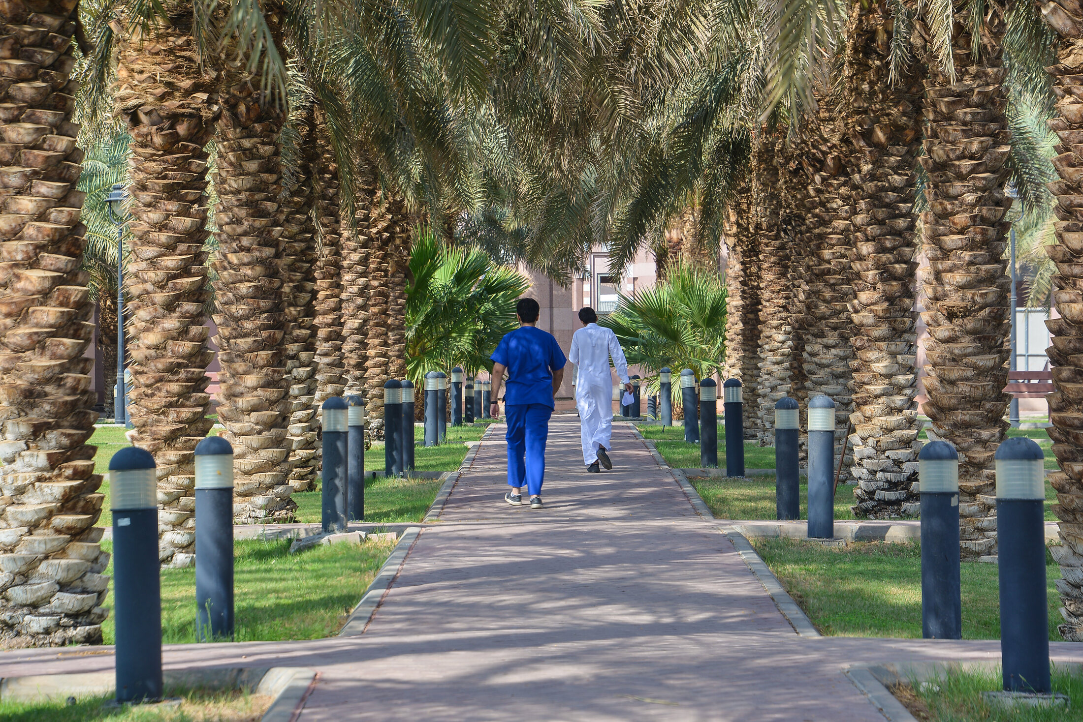 Palm-lined walkway on Taibah University campus